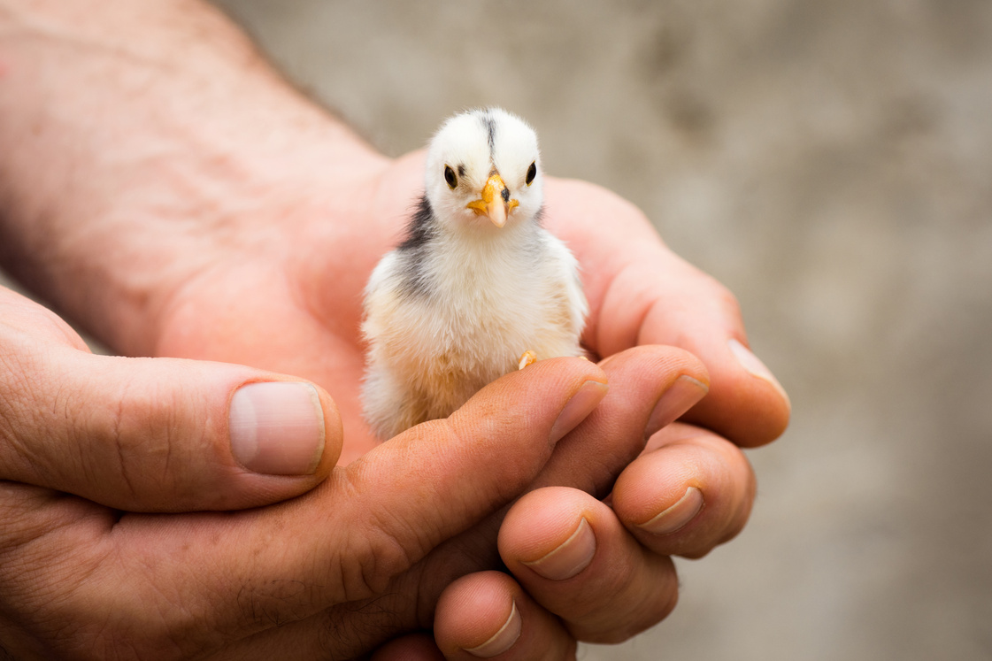 little chick in hands animal care